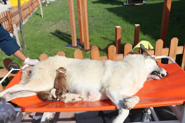 Bolu'da tam donanımlı hayvan ambulansı sokak hayvanlarına hizmet veriyor
